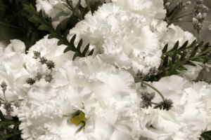 カーネーション